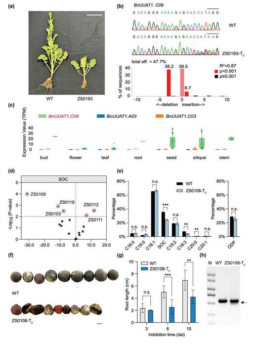 Characterization of two mutants with dwarfism or altered SOC.
