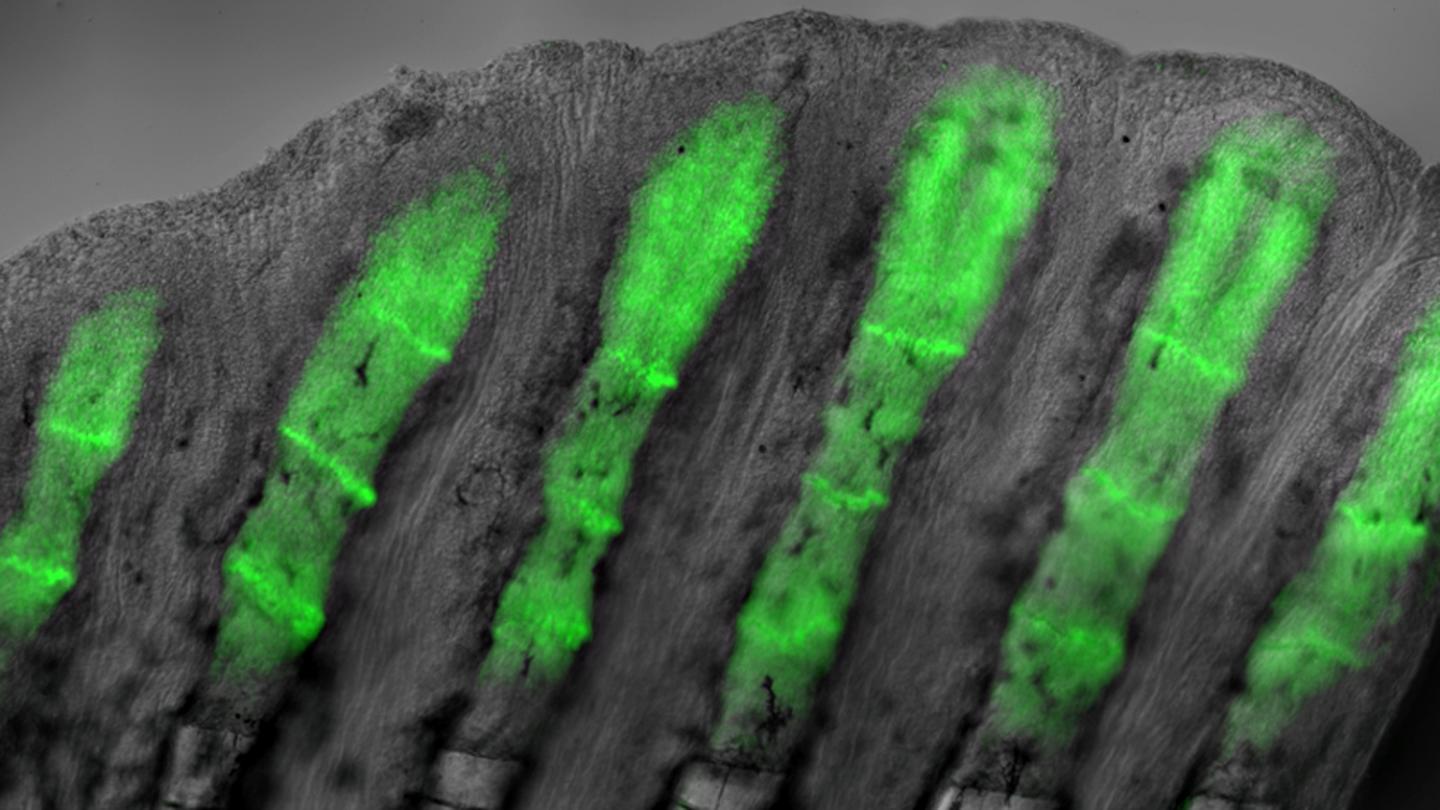 Zebrafish Fin Regeneration