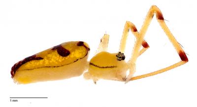 Photo: <i>Spintharus berniesandersi</i>