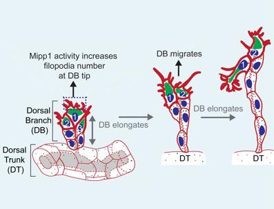 Branches Elongate in the Developing Fruit Fly Trachea