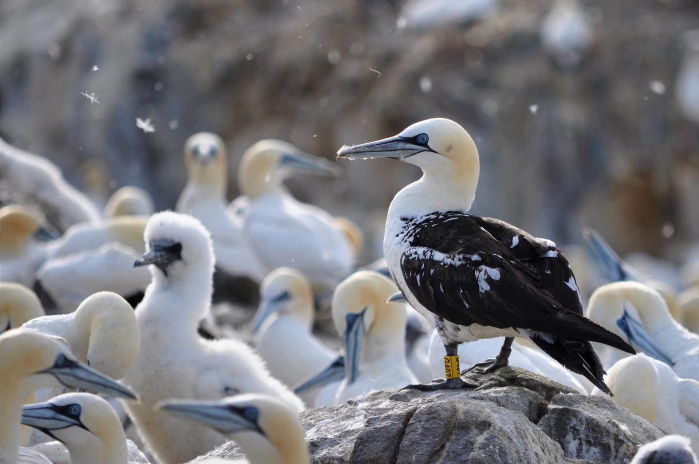 Northern Gannets (2 of 2)