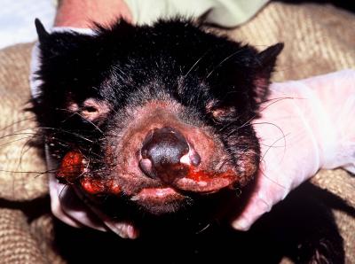 The Origin of Deadly Tasmanian Devil Tumors (4 of 5)