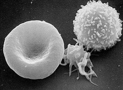 Blood Cell