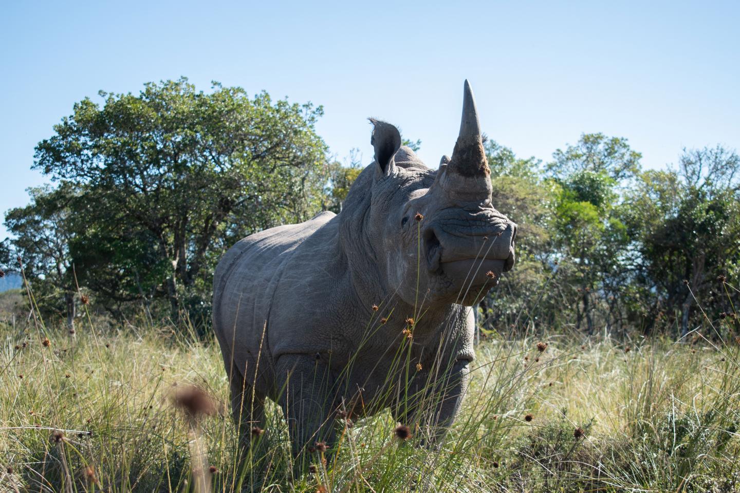 Rhisotope Rhino Project (2 of 2)