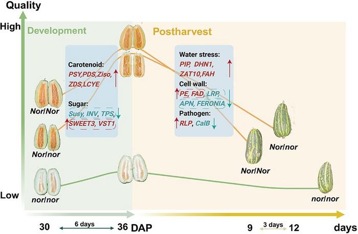Proposed model of different CmNOR variants during fruit ripening and post-harvest storage.