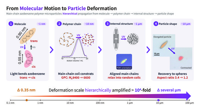 Dynamic Hierarchical Structural Changes in Main-Chain Azobenzene Polymer Microparticles