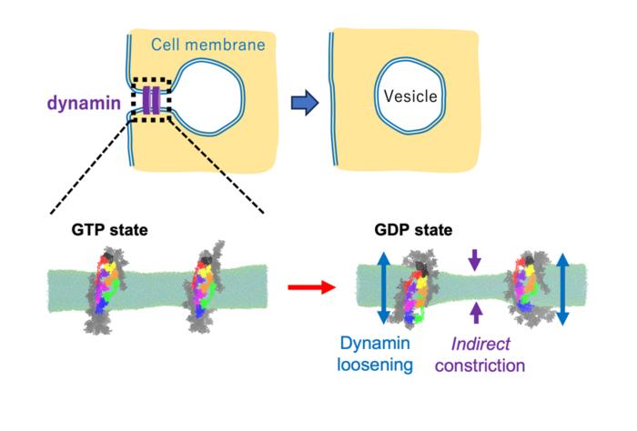 Dynamin ring constricts the membrane by "loosening."
