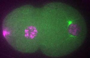 The role of spindle fibers during cell division