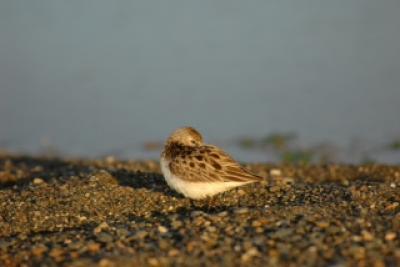 Semipalmated Sandpiper