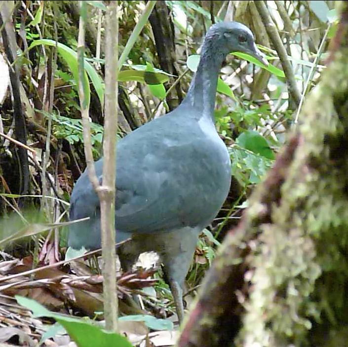 Black Tinamou