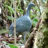 Black Tinamou