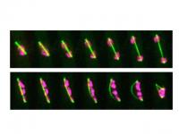 New Appearance Seen in Fission Yeast Following ICRF-193 Treatment