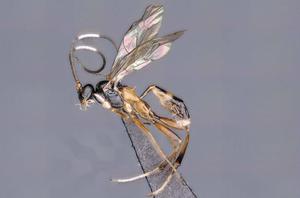 Heinrichiellus natgeo
