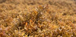 Researchers use seaweed to manufacture raw materials for civil construction