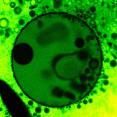 Clay Vesicle