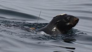 Seals on the move