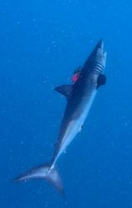 A shortfin mako shark with a data logger attached.