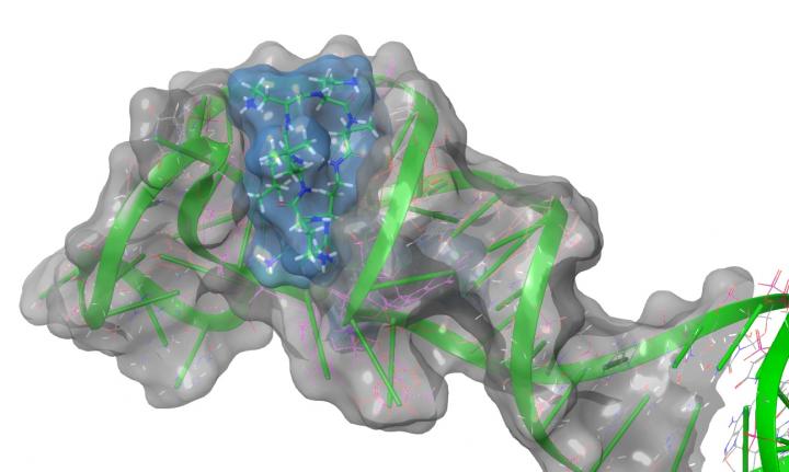 SARS-CoV-2 Stem-Loop II Motif