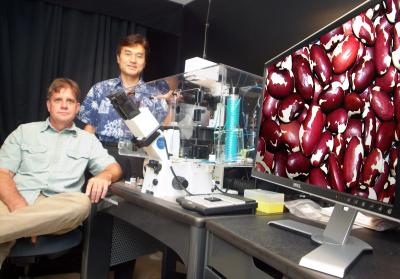 Scientists find why red beans and rice can be nauseating