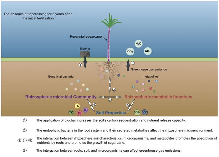Effects of biochar on sugarcane growth and rhizosphere microecosystem under reduced nitrogen fertilization: a 5‑year field experiment study