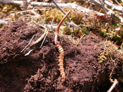 Chinese Caterpillar Fungus