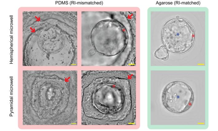 Mouse embryos viewed through different culture dishes look differently