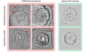 Mouse embryos viewed through different culture dishes look differently
