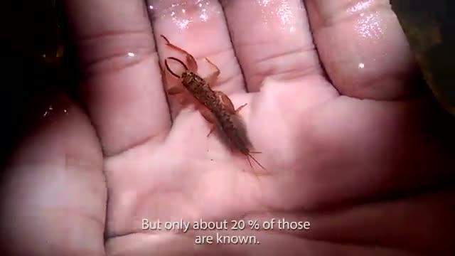 Taxon Expeditions Trailer