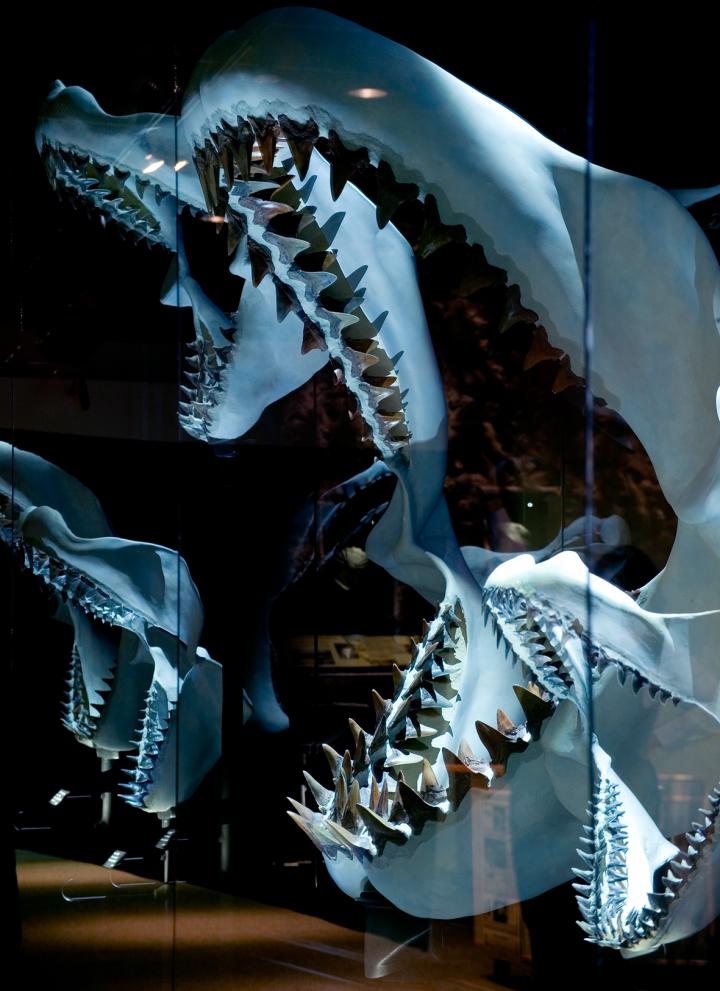 Jaw of a Megalodon Sideview