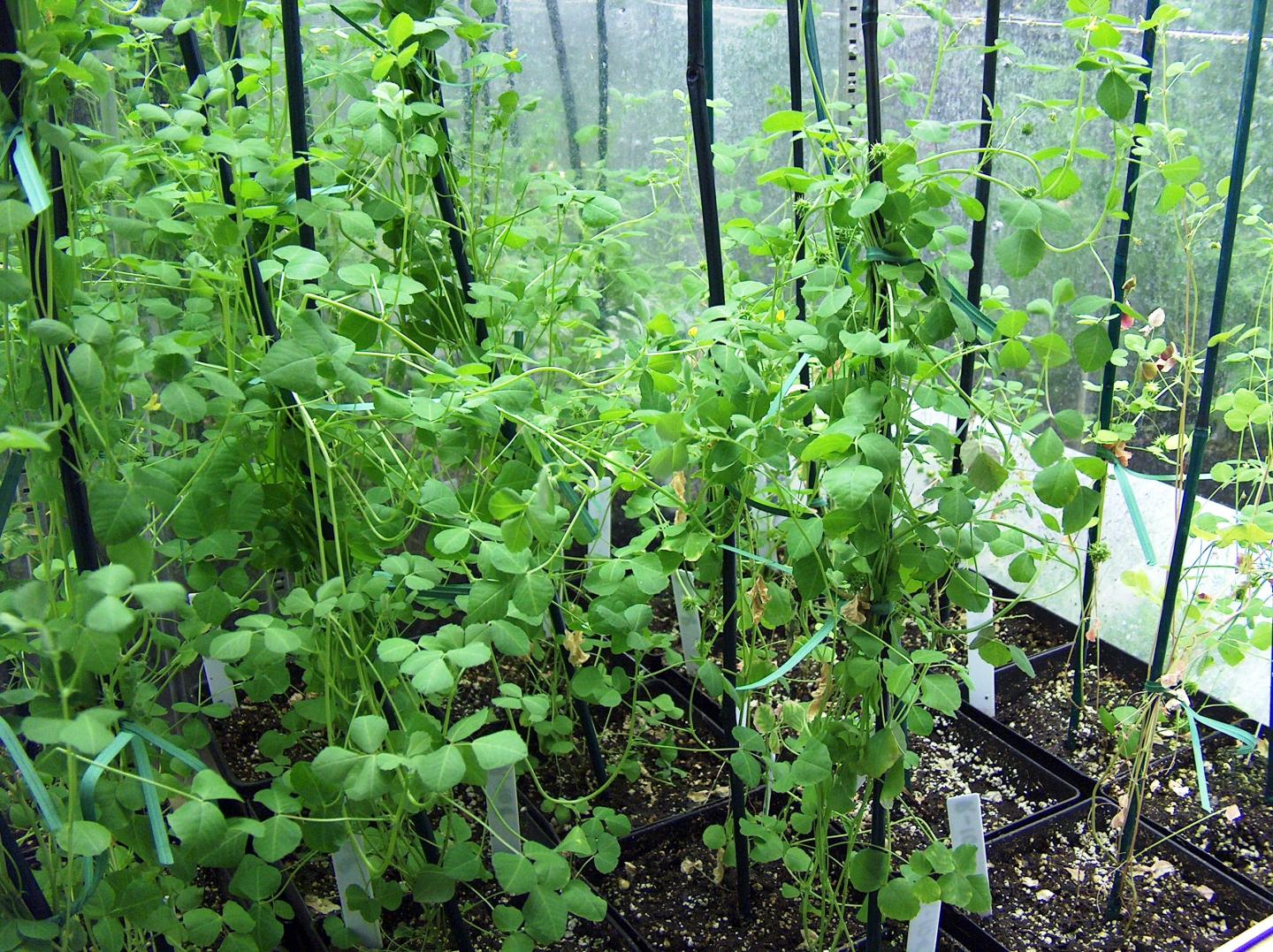 The Model Legume Medicago Rruncatula