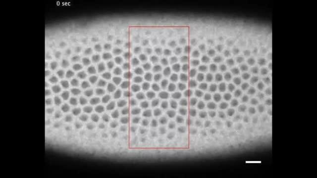 Using Lasers to Stop Cells Contracting