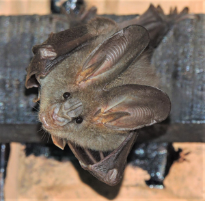 Image 2 - bat