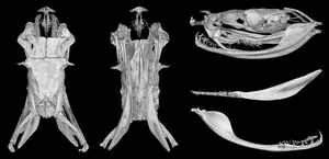 Skull anatomy of the lectotype BMNH 1946.1.19.64 of Gloydius himalayanus, collected more than 160 years ago