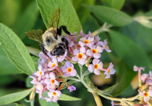 Spring forward: Changing climate’s early winter wakeup call is a buzz kill for bumblebees