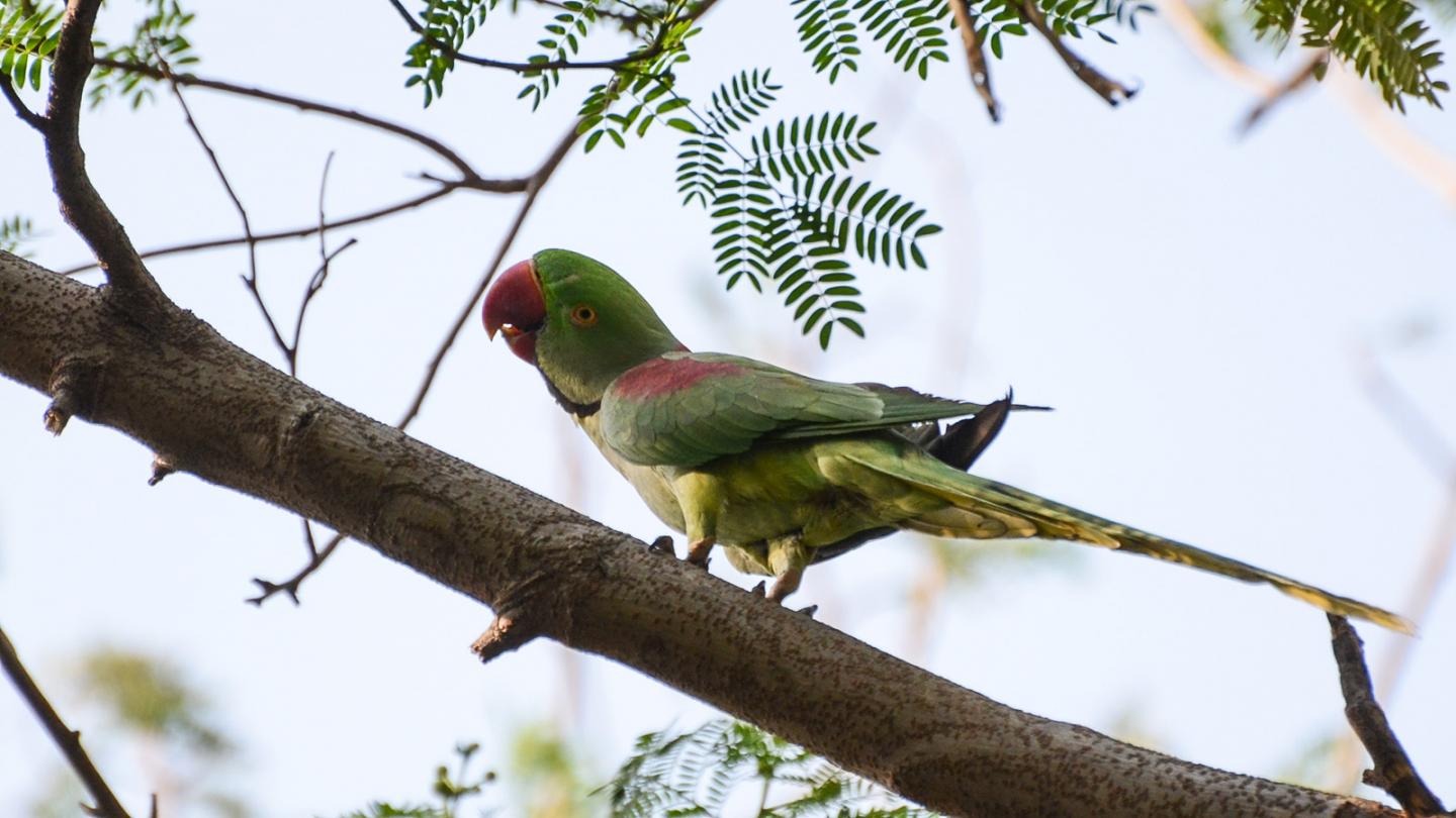 Alexandrine Parakeet