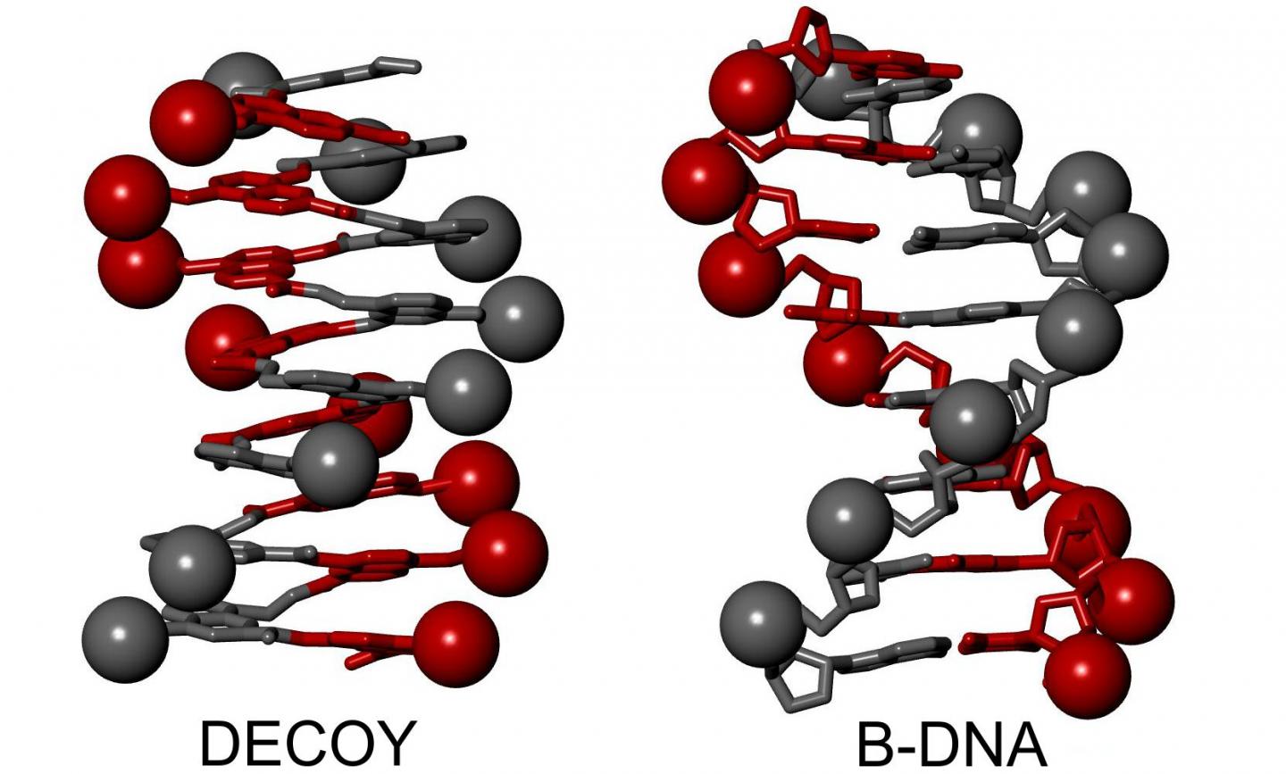 B-DNA Double Helix and a Single Helical Foldamer Mimic