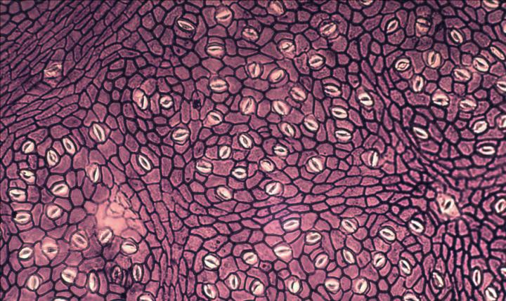 Stomata Story