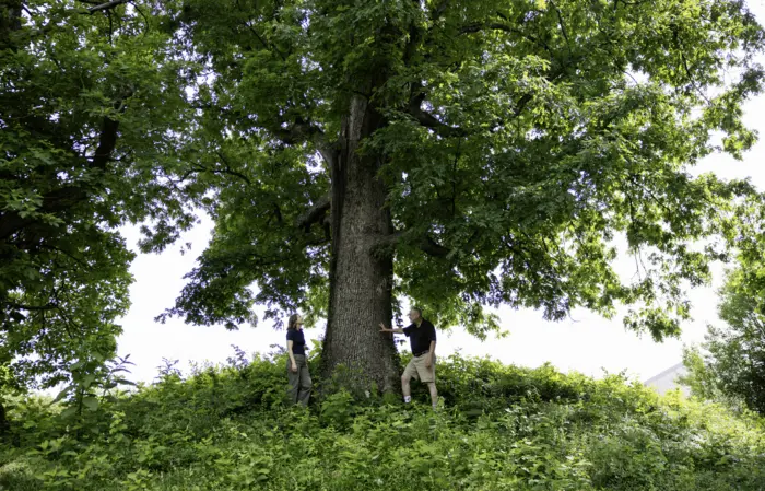 Decoding the White Oak Genome