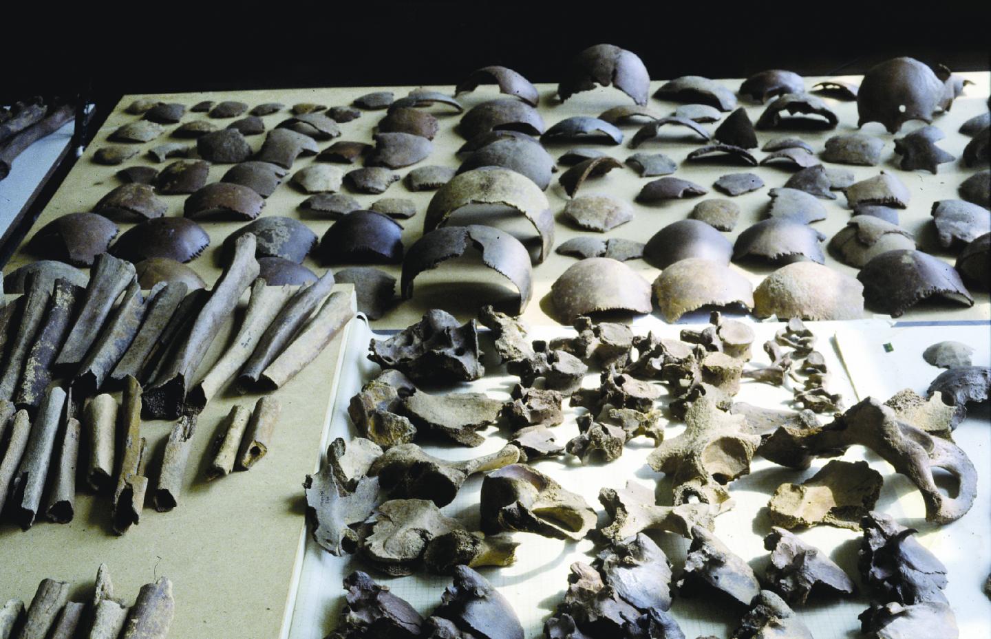 Human Skeletal Remains From The Late Iron Age, Dredged Up In Kessel.