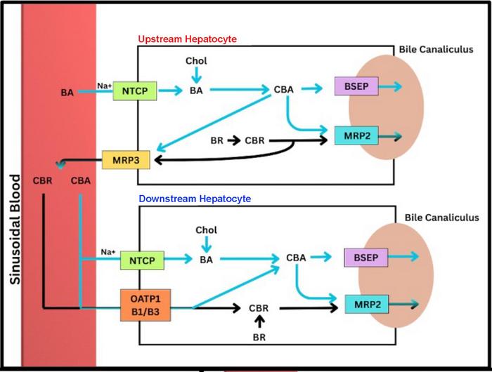 Dubin-Johnson and Rotor Syndromes