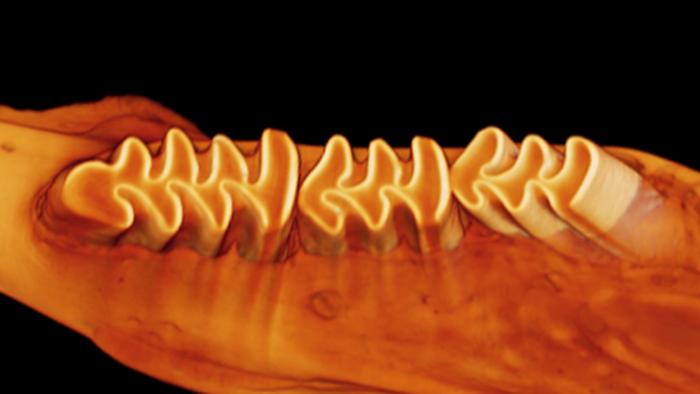 1. Teeth of vole