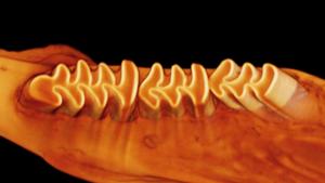 1. Teeth of vole
