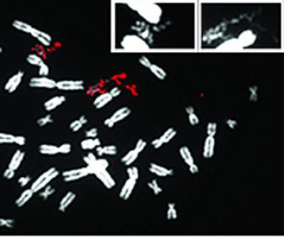 Pulverized Chromosome