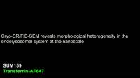 Endosomes