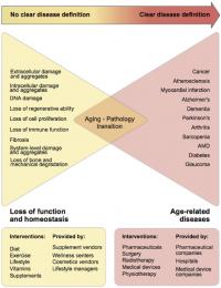 Gradual Transition from the Loss of Function and Homeostasis Due to Aging into Age-Related Pathologi