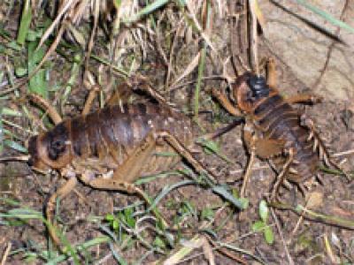 Pair of Giant Weta