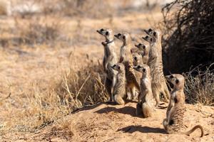 meerkat