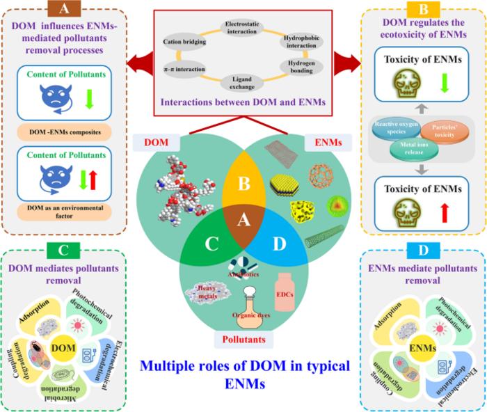 Multiple roles of dissolved organic matter on typical engineered nanomaterials: environmental behaviors, pollutants removal and potential risks