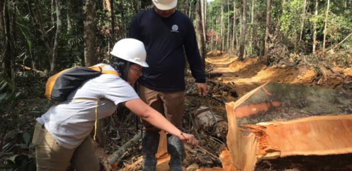 Isotopic analysis may help police combat Amazon illegal timber trade