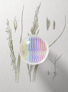 Reference genomes for rice’s wild relatives may boost future crops